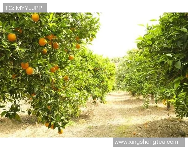 果园里的四季变迁与农业可持续发展的探索与实践